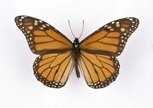 Danaus plexippus, monarch butterfly