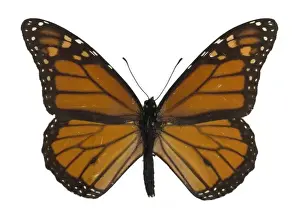 Danaus plexippus, monarch butterfly