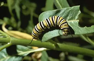Juicy Prints: Danaus plexippus, monarch caterpillar