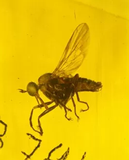 Palaeogene Gallery: Dance fly in amber
