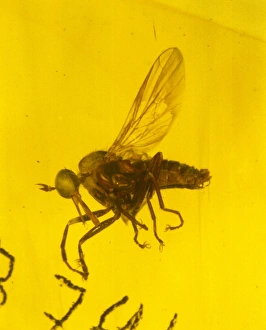 Tertiary Period Gallery: Dance fly in amber
