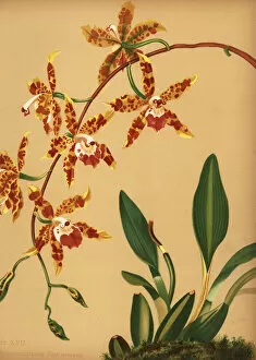 Shepard Collection: Dancing lady orchid, Oncidium spectatissimum