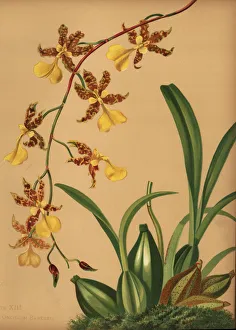 Orchids Gallery: Dancing lady orchid, Oncidium tigrinum