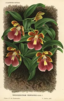 Porphyrio Prints: Dancing lady orchid, Trichocentrum porphyrio