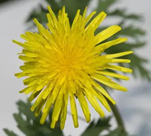 Dandelion