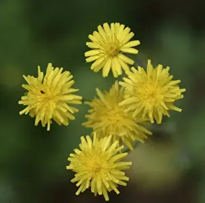Dandelion Prints: Dandelion