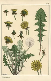Andtheirapplicationtoornament Collection: Dandelion botanical study