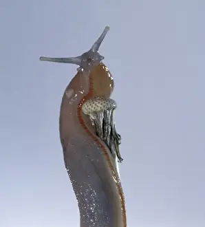 Stem Prints: Slug