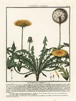 Dandelion Prints: Dandelion, Taraxacum campylodes
