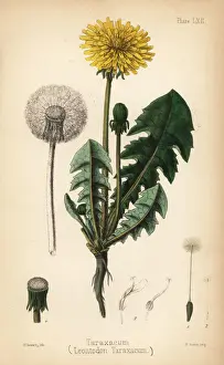 Sowerby Prints: Dandelion or taraxacum, Leontodon taraxacum