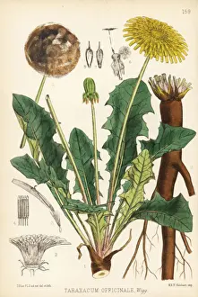 Dandelion Prints: Dandelion, Taraxacum officinale