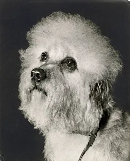 Dandie Dinmont dog looking up Date: 1950s