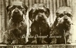 Three Dandie Dinmont Terriers