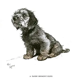 Puppies Prints: Dandy Dinmont terrier puppy
