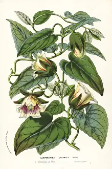 Dangshen, Codonopsis javanica