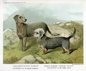 Terrier Collection: Danie D and Bedlington