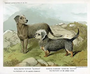 Breeds Collection: Danie D and Bedlington