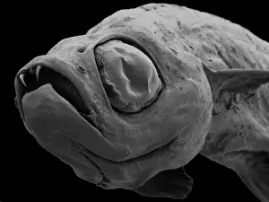Teeth Prints: Danionella dracula, minnow