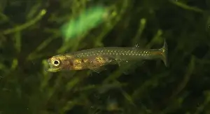 Danionella dracula, minnow