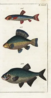 Encyclopedia Gallery: Danube gudgeon, crucian carp and bream