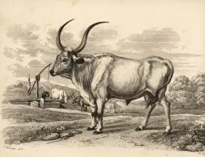 Danube steppe cattle, Bos taurus var. dacicus