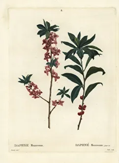 Stipple Gallery: Daphne or mezereon, Daphne mezereum