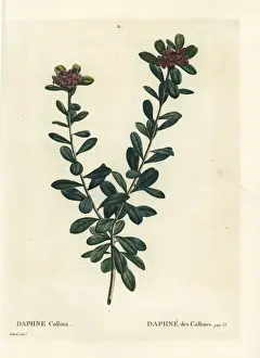 Daphne sericea