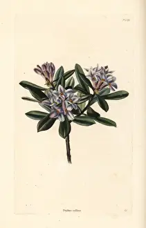 Daphne sericea