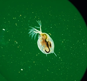 Planktonic Collection: Daphnia, water flea