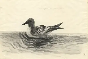 Daption capense, Cape petrel