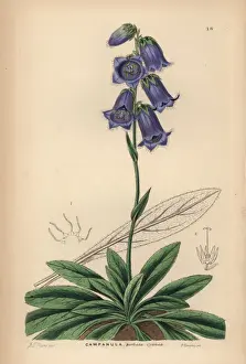 Ornamental Prints: Dark blue bearded bellflower, Campanula barbata cyanea