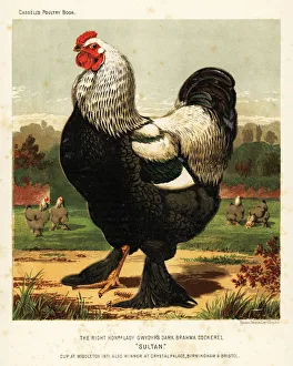 Images Dated 16th August 2019: Dark Brahma cockerel