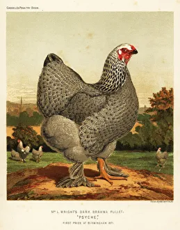 Domesticus Prints: Dark Brahma pullet