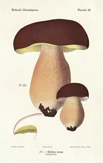 Mushroom Collection: Dark cep or bronze bolete, Boletus aereus