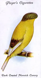 Dark Crested Norwich Canary
