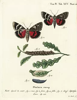 Pupa Collection: Dark crimson underwing, Catocala sponsa