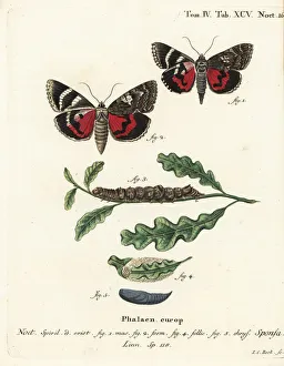 Christoph Collection: Dark crimson underwing, Catocala sponsa