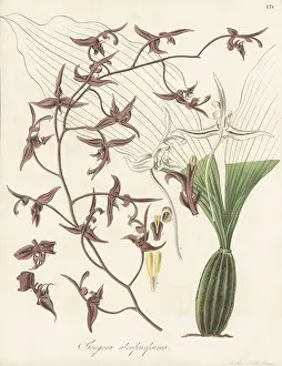 Trinidad Prints: Dark-flowered gongora orchid, Gongora atropurpurea