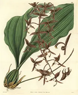 Dark-flowered gongoria, Gongoria atropurpurea