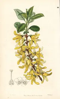 Dark green forsythia, Forsythia viridissima