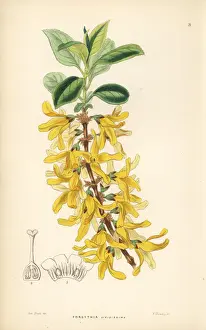 Dark green forsythia, Forsythia viridissima