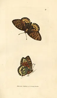 Variant Collection: Dark green fritillary, Argynnis aglaia