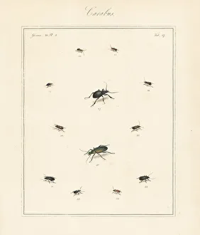 Dark harp ground beetle, granulate ground beetle, etc