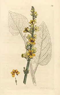 Nigrum Prints: Dark mullein, Verbascum nigrum