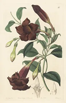 Nurseryman Prints: Dark-purple echites, Echites atropurpurea