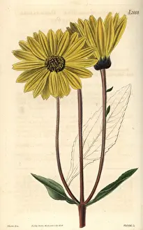 Eyed Prints: Dark-purple-eyed sunflower Helianthus atrorubens