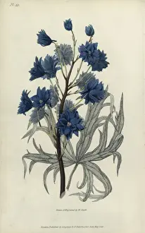 Richardmorris Prints: Dark purple larkspur, Delphinium elegans pleno