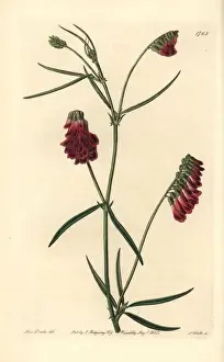 Dark purple orobus, Vicia sicula