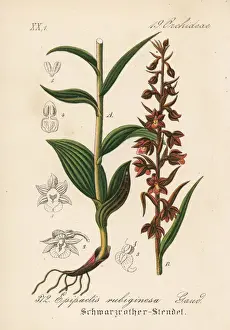 Schlechtendal Prints: Dark-red helleborine, Epipactis atrorubens