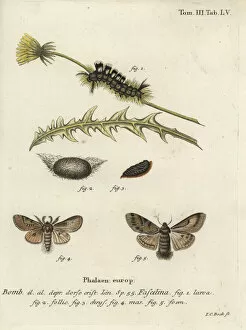 Schmetterlinge Collection: Dark tussock, Dicallomera fascelina